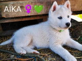 Aïka (femelle)