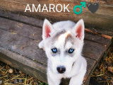 Amarok (mâle)