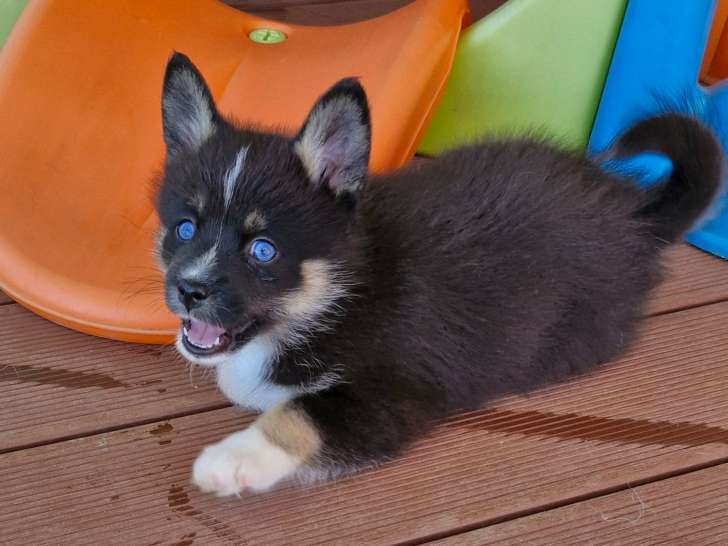Chiots Pomsky aux yeux bleus à réserver