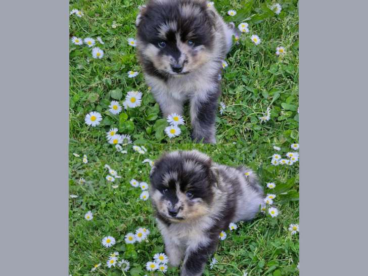 Chiots Pomsky à réserver