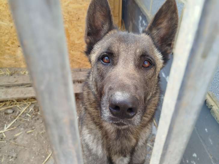 Chien Malinois à donner