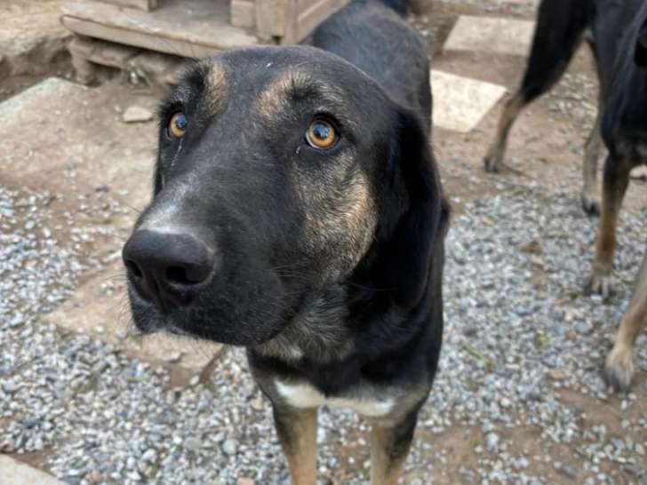 Pepita, magnifique chienne de 3 ans disponible à l'adoption