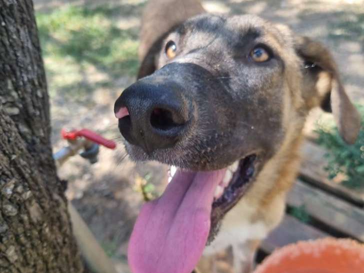 Phoenix, adorable chien mâle de 1 an disponible à l'adoption