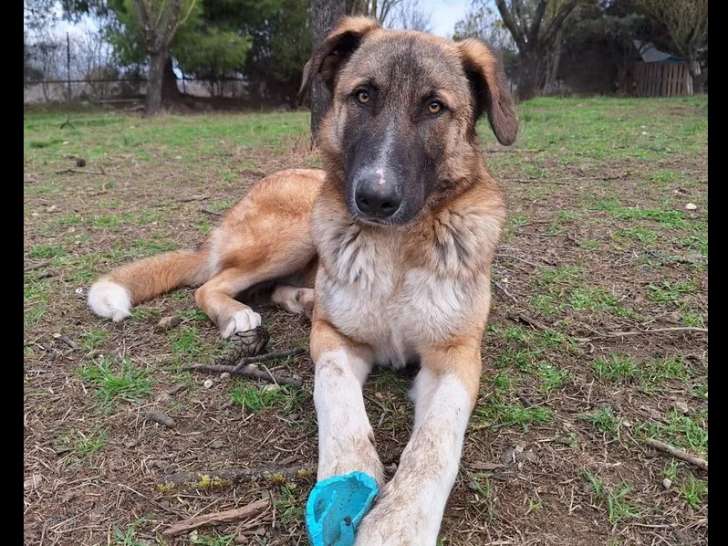 Phoenix, magnifique chien de 2 ans à adopter