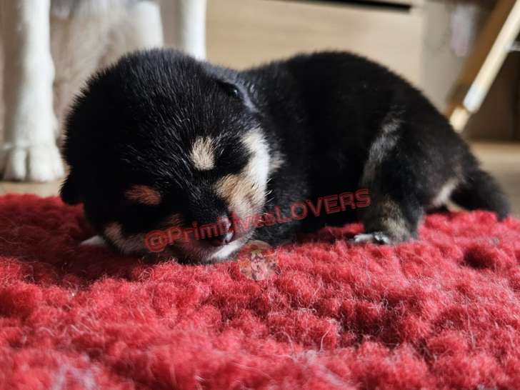 Chiots Shiba Inu noir et feu à vendre