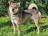 Chiots Shiba Inu noir et feu &agrave; vendre