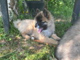 Chiots Spitz Loup/ allemand