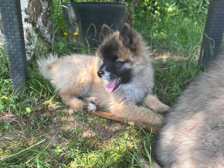 Chiots Spitz Loup/ allemand