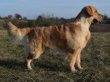 Étalon Golden Retriever LOF disponible pour saillie