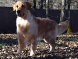 Étalon Golden Retriever LOF disponible pour saillie
