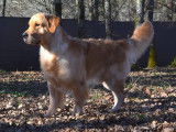 Étalon Golden Retriever LOF disponible pour saillie