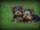 Chiots Yorkshire Terrier nains &agrave; vendre