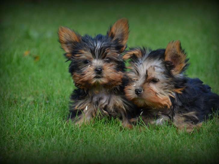 Chiots Yorkshire Terrier nains à vendre