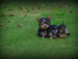 Chiots Yorkshire Terrier nains &agrave; vendre