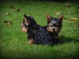 Chiots Yorkshire Terrier nains &agrave; vendre