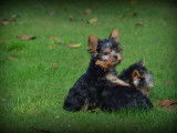 Chiots Yorkshire Terrier nains &agrave; vendre