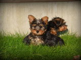 Chiots Yorkshire Terrier nains &agrave; vendre