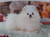 Mâle Spitz Nain blanc LOF disponible pour saillie