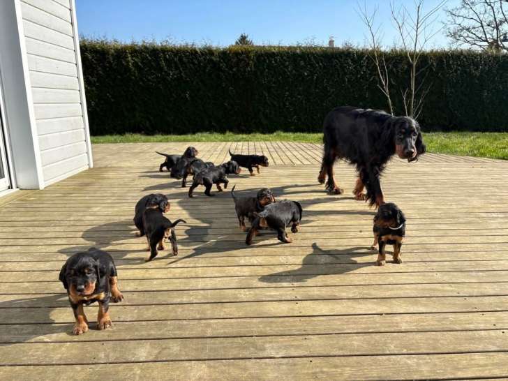 Chiots Setter Gordon à réserver