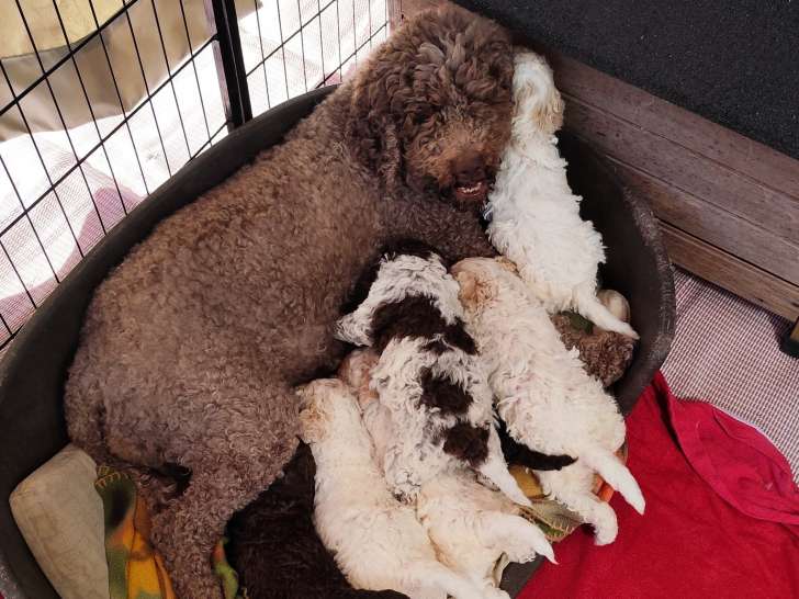 Chiots de race Lagotto Romagnolo à vendre (6 femelles & 1 mâle)