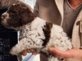 Chiots de race Lagotto Romagnolo à vendre (6 femelles & 1 mâle)