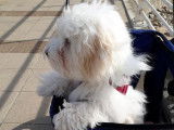 Chiot de race Bichon Havanais mâle à vendre