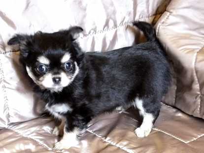 Magnifiques femelles Chihuahua tricolores à poil long à vendre