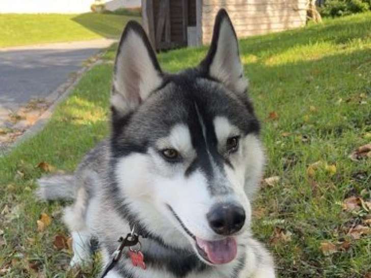Mâle Husky Sibérien disponible pour saillie