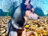 Mâle Husky Sibérien disponible pour saillie