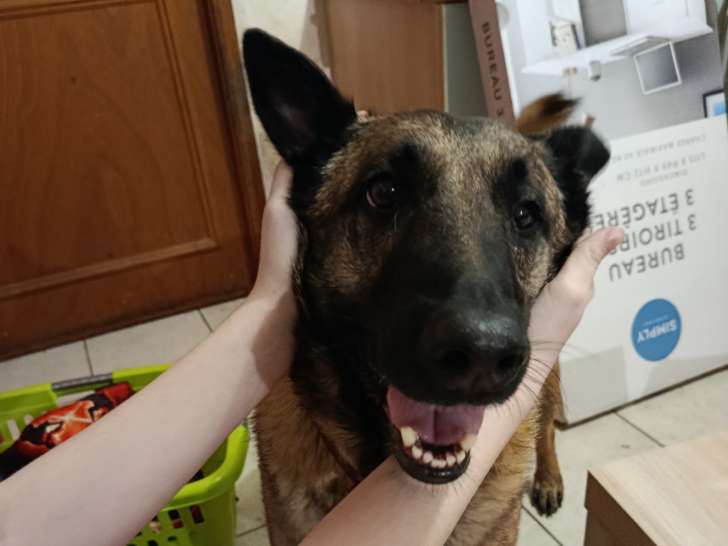 Chien Malinois adulte à donner