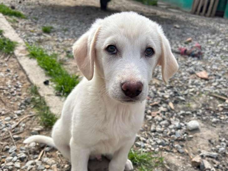 Bueno, chiot blanc à adopter