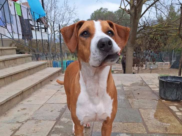 Faith, chienne adulte à adopter