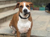 Faith, chienne adulte à adopter