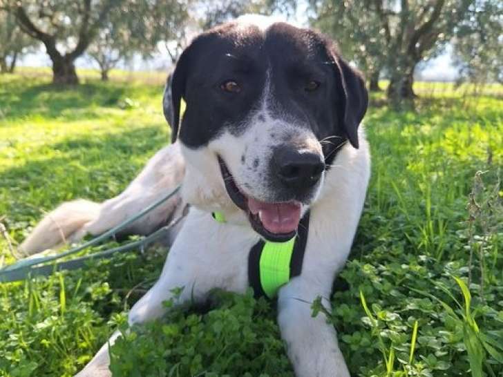 Cookie, chien adulte à adopter