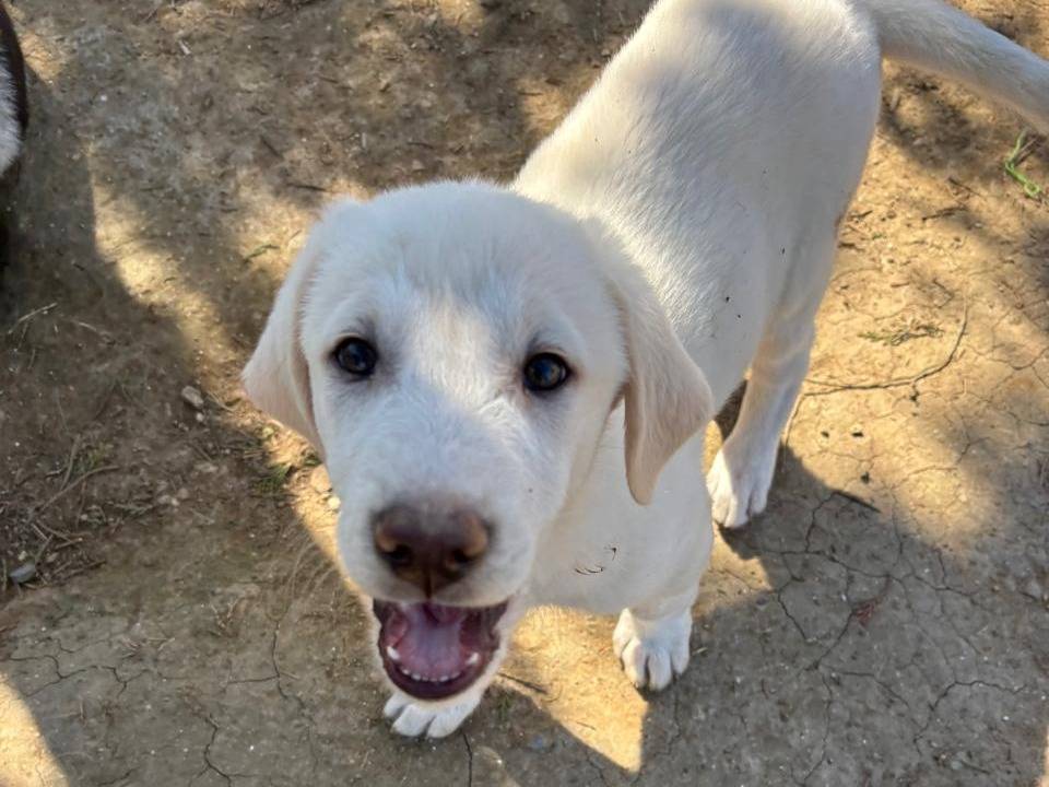 Caro, chiot femelle blanche à adopter : Petite Annonce chien