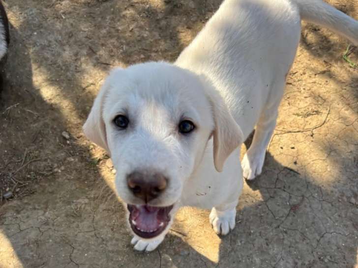 Caro, chiot femelle blanche à adopter