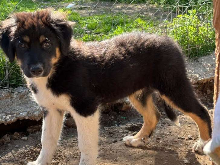 Cosmo, chiot à adopter