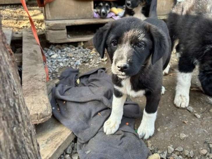Raspberry, chiot femelle à adopter