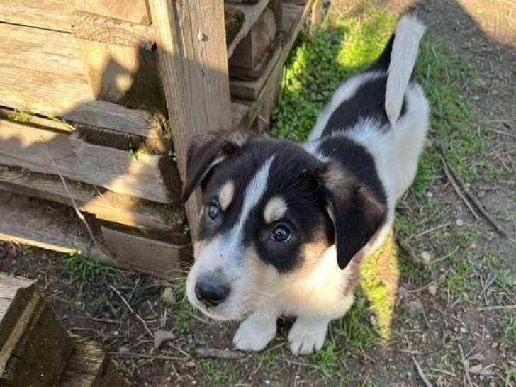 Rufio, chiot à adopter