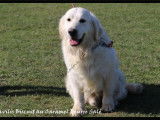 Chiots Golden Retriever LOF à réserver