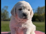 Chiots Golden Retriever LOF à réserver