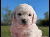 Chiots Golden Retriever LOF à réserver