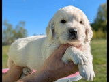 Chiots Golden Retriever LOF à réserver