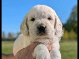 Chiots Golden Retriever LOF à réserver