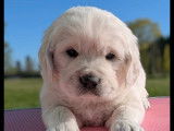 Chiots Golden Retriever LOF à réserver