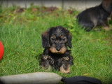 Chiots Teckel Nain à poil dur à vendre