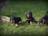 Chiots Teckel Nain à poil dur à vendre