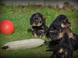 Chiots Teckel Nain à poil dur à vendre