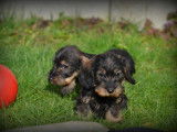 Chiots Teckel Nain à poil dur à vendre