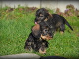 Chiots Teckel Nain à poil dur à vendre